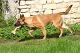 MALINOIS 1087